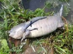 【衝撃】進化の途中！？　手足がある魚の死骸が発見される…