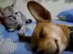 寝ていたワンちゃんが盛大にオナラ。　そばにいた猫のリアクションに爆笑！