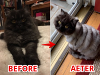 猫のサマーカットがやばい感じに仕上がっていた件