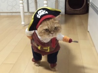 海賊ですけどなにか？完璧すぎるニャンコのコスプレ
