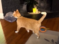 何よりもタッパーが好きな猫。自慢のコレクションをごらんください