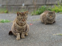 田代島のネコ（wellflat .さん撮影、flickrより）