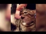 お尻目がけてネコが顔をつっこんだ結果、いい匂いがするハズもなく…