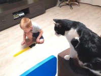 ハチワレ猫「よし、遊び方は把握した！夜が来るのが待ち切れニャい」と、弟の寝ている間にオモチャを満喫する