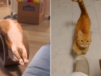 ほぼ猫、犬、ときどきその他？ペットたちの可愛い所業を詰め合わせでお愉しみください