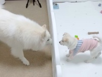 「よろしくお願いするワン！」おうちに保護子犬がやって来た！一時預かりの子犬と先住犬猫ズ、どきどきワクワクの初対面