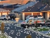 ヒッチコック映画「鳥2.0」かな？オーストラリアで数千羽もの白い鳥が住宅地を占拠