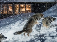 オオカミと触れ合いたい？ノルウェーのウルフロッジは、オオカミとの超絶接近が楽しめる！