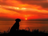 自然に感謝！毎日同じ場所で夕日を見つめるゴールデン・レトリバー。その後ろ姿が大切なことを思い出させてくれる