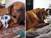 子猫の時も、そして今も。やさしく迎え入れてくれた犬に寄り添い続ける猫