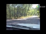 トラのじゃれあいはスゴかった！　車からまさかの○○を強奪！