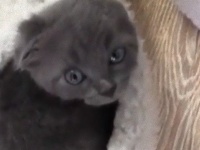 もこふわスリッパの中には小猫がひとつ…室内履き注意！スリッパの中で小猫が昼寝していた姿に関する海外の反応