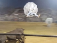 猛牛vsバルーン人間！闘牛士とウシのぶつかり合いが過激バカすぎるｗｗｗ