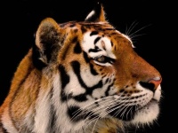 ミャンマーで急増する動物の違法取引。Facebookから虎や絶滅危惧種を簡単に購入できる事実