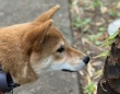 柴犬さん、生まれて初めて〝春〟に出会う　1週間の「成長記録」ネットほっこり