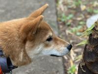 柴犬さん、生まれて初めて〝春〟に出会う　1週間の「成長記録」ネットほっこり