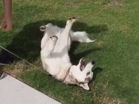 いつだって僕らは元気いっぱい！愛犬たちに笑顔をもらおう。ゆかいなわんこの動画総集編