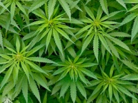 国内で栽培の大麻草はTHCをほとんど含まないが……（shutterstock.com）