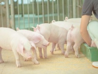 豚の飼育が人の嗅覚を変えた