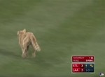【大歓声】メジャーリーグの試合中、まさかのネコが乱入！