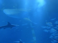 能登島水族館のジンベエザメ（ColdSleeperさん撮影、Flickrより）