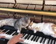 飼い主がピアノを弾くと特等席でリラックスする猫