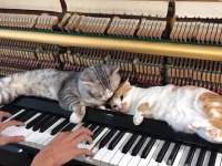 飼い主がピアノを弾くと特等席でリラックスする猫