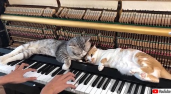 飼い主がピアノを弾くと特等席でリラックスする猫