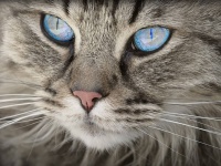 豪華クルーズ船で猫を密航させた乗客を発見。猫は安楽死の予定だったが乗組員が引き取り家族に