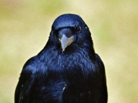 自分の心の中を振り返る。カラスには人間のような高度な認知能力があることが判明（ドイツ研究）