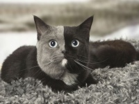 真ん中でくっきりわかれた二色顔。黒とグレーのスタイリッシュな配色で人気急上昇中の猫、ナルシアさんにズームイン！（フランス）