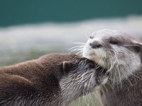 「ワイもやってみよ！」仲間の行動を見て餌の取り方を学ぶカワウソ（英研究）