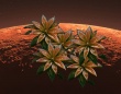 火星でも生存可能なコケ植物が発見される。テラフォーミングに役立つかも