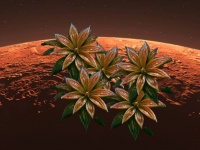 火星でも生存可能なコケ植物が発見される。テラフォーミングに役立つかも
