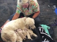 介助犬が何と空港内で8匹の子犬を出産！