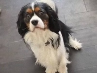 キャバリアのランボさん、お家の中で見事なとってこい遊びをしてみせる。その瞳がかわいくて美しくて心打たれる～！