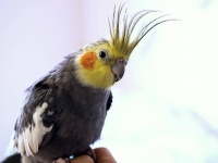 嵐で行方不明になったインコが最愛の犬と再会、うれしくて犬の背に乗り大好きな歌を捧げる