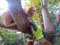 第二の人生は「木から下りられなくなった猫を助けること」に捧げたい！70を過ぎて木に登り続けるクライマー