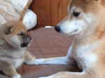 かわいすぎる・・・前足が短すぎてパンチが届かない柴犬の赤ちゃん