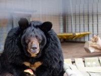 狭い見世物小屋から救助された肥満のツキノワグマ、保護区でリラックスしながら減量中（アメリカ）