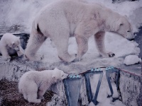 ホッキョクグマの「ララ」。2012年撮影（MIKI Yoshihito (´･ω･)さん撮影、Flickrより）