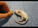 【グロ注意】頭部を切り離し、再度つなぎ合わせたネズミが蘇生
