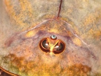 カブトエビの人気が急上昇、農薬に代わる除草虫として注目