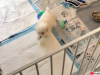組み立て3時間、脱獄3秒。お父さんに訪れた悲劇はこの後すぐ！