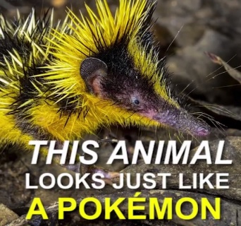 ポケモンかよ！　話題の珍獣「シマテンレック」とは？