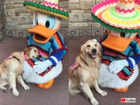 ディズニーランドが大好きな介助犬。ドナルドダックに出会いぴったりと寄り添い、幸せの表情を見せる（アメリカ）