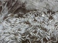 川の水が凍り大量の魚が氷漬けに。住民らがこぞって掘り出しお持ち帰り（中国）