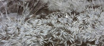 川の水が凍り大量の魚が氷漬けに。住民らがこぞって掘り出しお持ち帰り（中国）