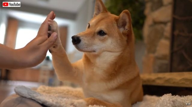 haruhighfive1_batch