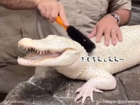 白いワニもブラッシングが好き。気持ちよさそうな表情を浮かべるアルビノのワニ